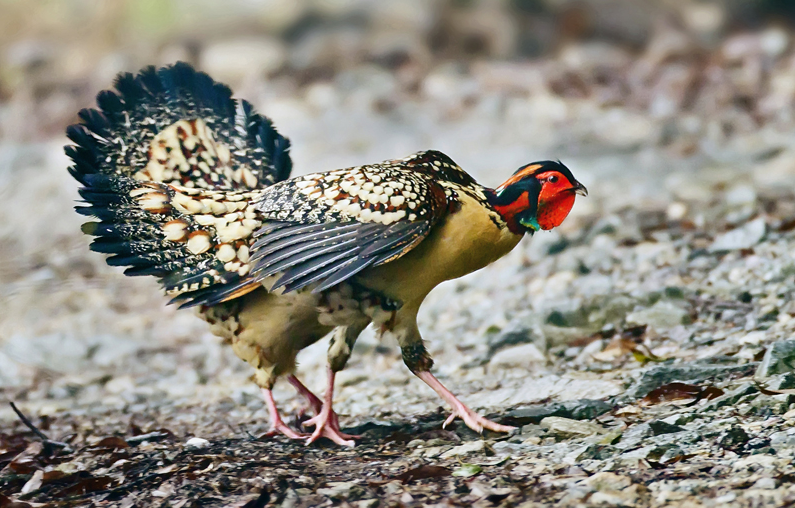邵陽(yáng)諸多農(nóng)特產(chǎn)的發(fā)源地 關(guān)于家鄉(xiāng)的雪峰山你了解多少？