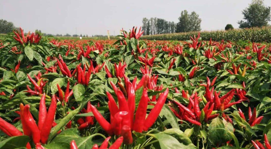 邵陽(yáng)諸多農(nóng)特產(chǎn)的發(fā)源地 關(guān)于家鄉(xiāng)的雪峰山你了解多少？