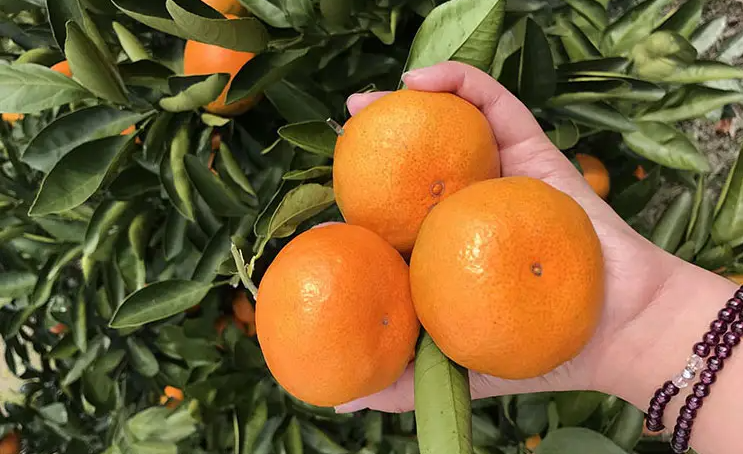 邵陽(yáng)諸多農(nóng)特產(chǎn)的發(fā)源地 關(guān)于家鄉(xiāng)的雪峰山你了解多少？