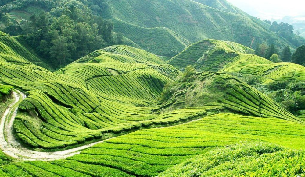 邵陽(yáng)諸多農(nóng)特產(chǎn)的發(fā)源地 關(guān)于家鄉(xiāng)的雪峰山你了解多少？