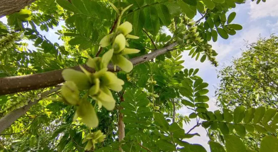 邵陽(yáng)諸多農(nóng)特產(chǎn)的發(fā)源地 關(guān)于家鄉(xiāng)的雪峰山你了解多少？