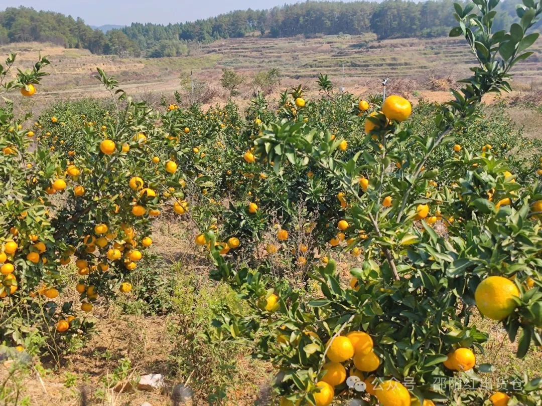 “蜜桔香氣飄萬里，一品甘甜雪峰桔”