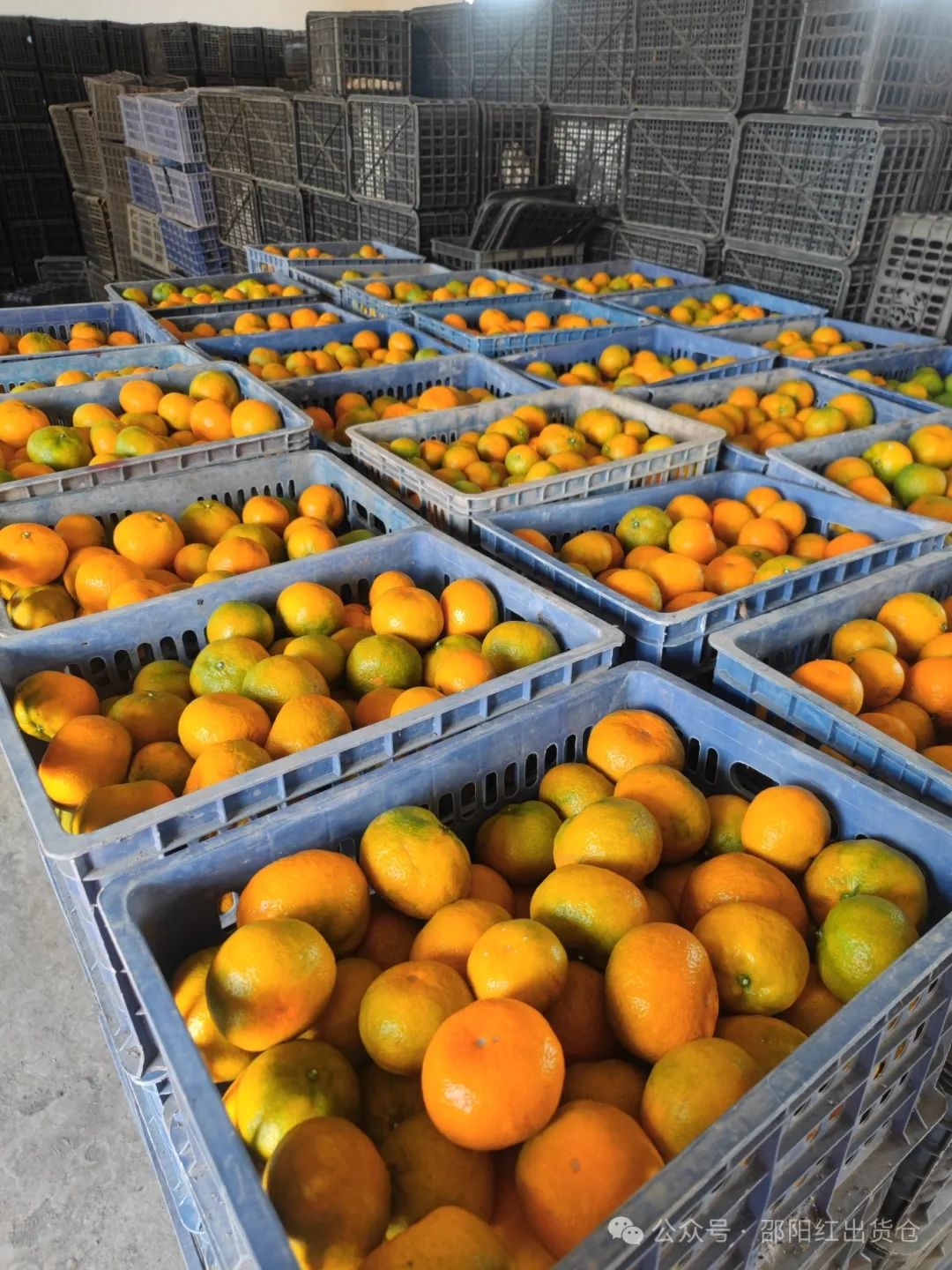 “蜜桔香氣飄萬里，一品甘甜雪峰桔”