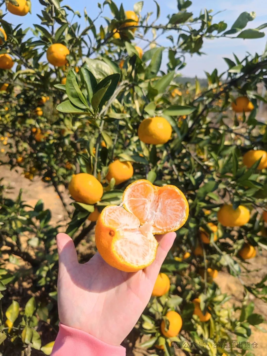 “蜜桔香氣飄萬里，一品甘甜雪峰桔”